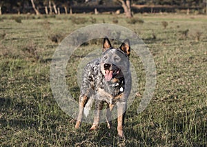 Portrait of an Australian Cattle Dog  Blue heeler standing in the field