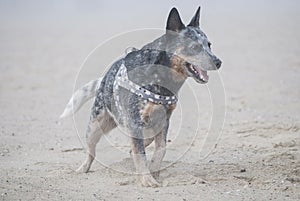 Portrait of Australian Cattle Dog on a sandy beach