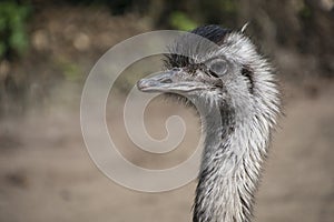 Portrait of Australian Emu Dromaius novaehollandiae, view of an Emu`s neck and head. Photography of nature and wildlife
