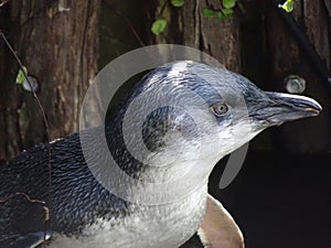 Portrait of Australian Little Penguin