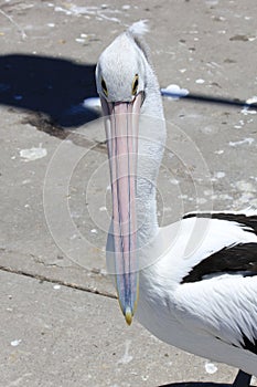 Portrait of an Australian Pelican on a jetty