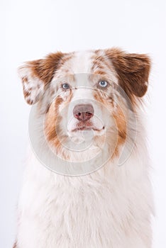Portrait of Australian shepherd