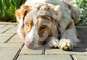 Portrait of an Australian Shepherd. Aussie with a sad look.