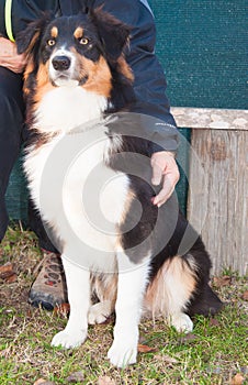 Portrait of australian shepherd dog
