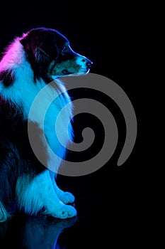 Portrait of Australian Shepherd dog isolated over gradient background in neon.