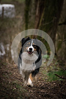 Portrait of Australian shepherd dog, who is standing in forest