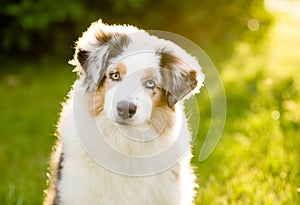 Portrait australian shepherd puppy
