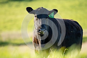 portrait of a Australian wagyu cows grazing in a field on pasture. close up of a black angus cow eating grass in a paddock in