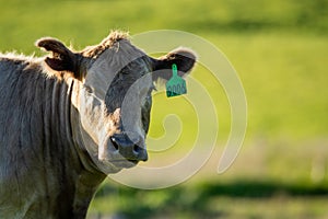 portrait of a Australian wagyu cows grazing in a field on pasture. close up of a black angus cow eating grass in a paddock in