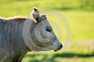 portrait of a Australian wagyu cows grazing in a field on pasture. close up of a black angus cow eating grass in a paddock in