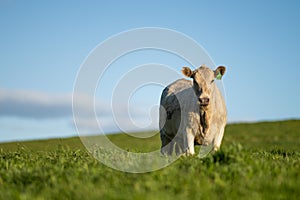 portrait of a Australian wagyu cows grazing in a field on pasture. close up of a black angus cow eating grass in a paddock in