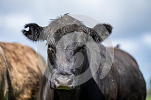 portrait of a Australian wagyu cows grazing in a field on pasture. close up of a black angus cow eating grass in a paddock in