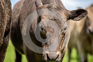 portrait of a Australian wagyu cows grazing in a field on pasture. close up of a black angus cow eating grass in a paddock in