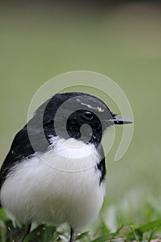 Portrait of an Australian Willy Wagtail