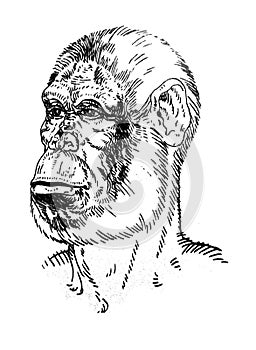 Portrait of Australopithecus africanus