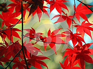 Portrait Of Autumn Leaves II photo