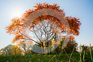 Portrait of an autumn welcoming tree, contre-jour, grass level shot.