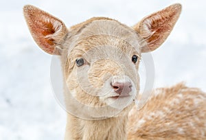 Portrait of a AWonderful Albino Bambi in a Fairy Forest Covererd with Snow