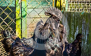 Portrait of Ayam Cemani chickens, completely black chicken, Rare breed from Indonesia