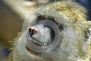 Portrait of baboon