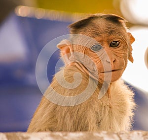 Portrait of baby bonnet macaque monkey