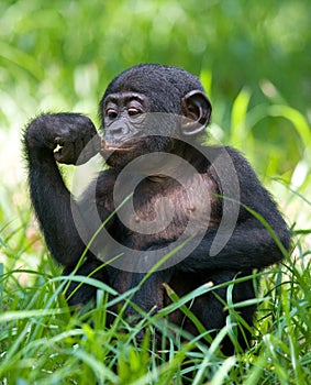 Portrait of a baby bonobo. Democratic Republic of Congo. Lola Ya BONOBO National Park.