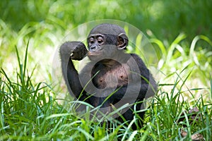 Portrait of a baby bonobo. Democratic Republic of Congo. Lola Ya BONOBO National Park.