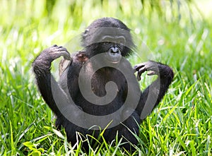 Portrait of a baby bonobo. Democratic Republic of Congo. Lola Ya BONOBO National Park.