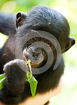 Portrait of a baby bonobo. Democratic Republic of Congo. Lola Ya BONOBO National Park.