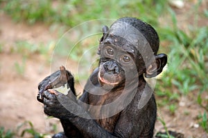 Portrait of a baby bonobo. Democratic Republic of Congo. Lola Ya BONOBO National Park.