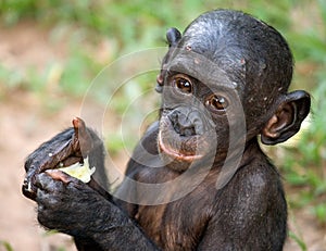 Portrait of a baby bonobo. Democratic Republic of Congo. Lola Ya BONOBO National Park.