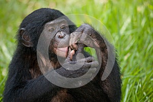 Portrait of a baby bonobo. Democratic Republic of Congo. Lola Ya BONOBO National Park.