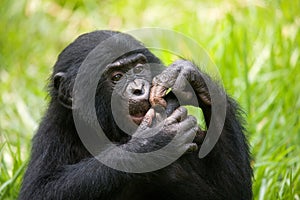 Portrait of a baby bonobo. Democratic Republic of Congo. Lola Ya BONOBO National Park.