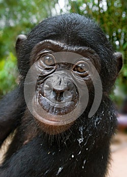 Portrait of a baby bonobo. Democratic Republic of Congo. Lola Ya BONOBO National Park.