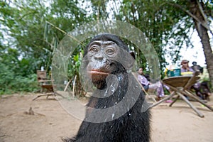 Portrait of a baby bonobo. Democratic Republic of Congo. Lola Ya BONOBO National Park.