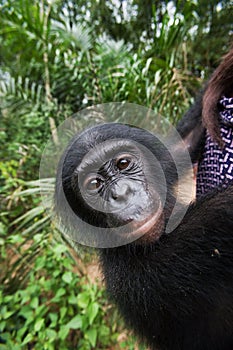 Portrait of a baby bonobo. Democratic Republic of Congo. Lola Ya BONOBO National Park.