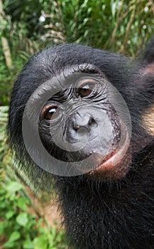 Portrait of a baby bonobo. Democratic Republic of Congo. Lola Ya BONOBO National Park. photo