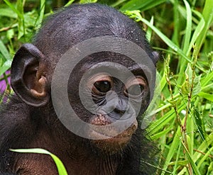 Portrait of a baby bonobo. Democratic Republic of Congo. Lola Ya BONOBO National Park. photo