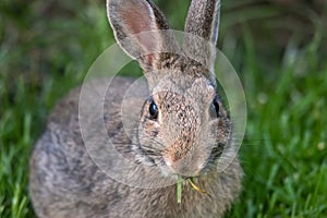 A Portrait of a Baby Bunny Rabbit