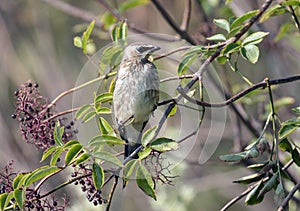 Portrait of a baby Cedar Waxwing perched in elderberry bush