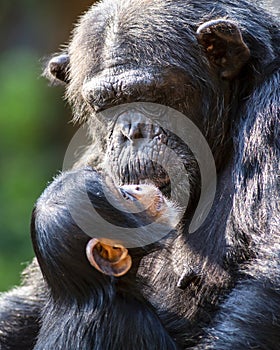 Portrait of a Baby Chimpanzee and her Mother