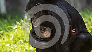 Portrait of a Baby Chimpanzee and her mother