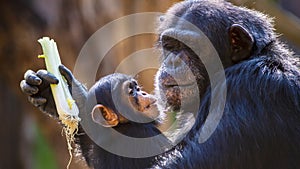 Portrait of a Baby Chimpanzee and her mother