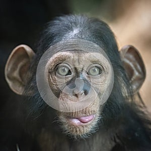 Portrait of a baby chimpanzee in Pilsen in Czech Republic . An excellent illustration