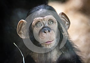 Portrait of a baby chimpanzee in Pilsen in Czech Republic . An excellent illustration