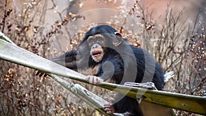 Portrait of a Baby Chimpanzee playing