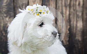 Portrait baby dog Coton de Tulear puppy for animal concepts.