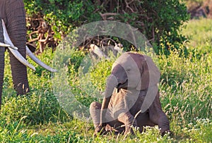 Portrait of baby elephant. Amboseli, Kenya