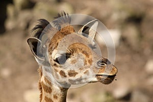 Portrait of a baby giraffe