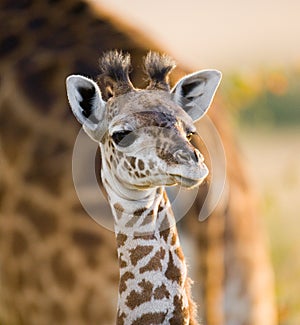 Portrait of a baby giraffe. Kenya. Tanzania. East Africa.